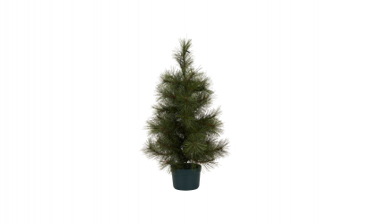 PINUS Julgran L 