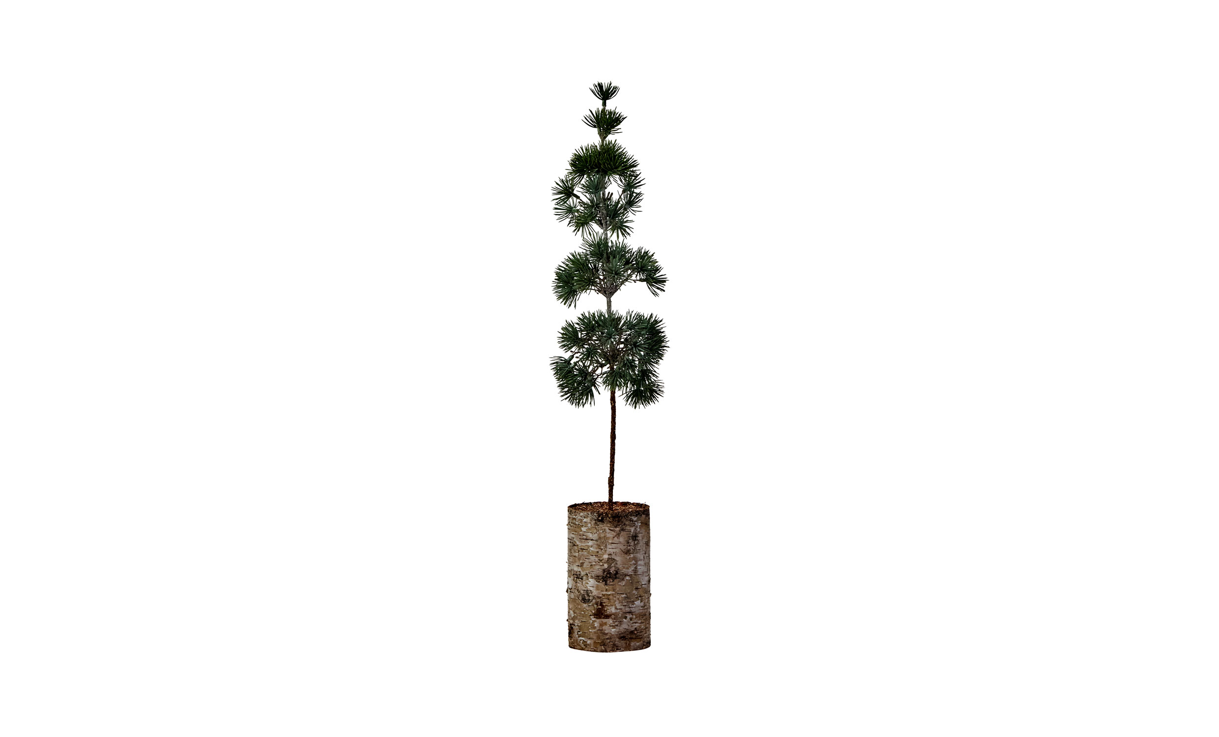 PINE Julgran Grön H60
