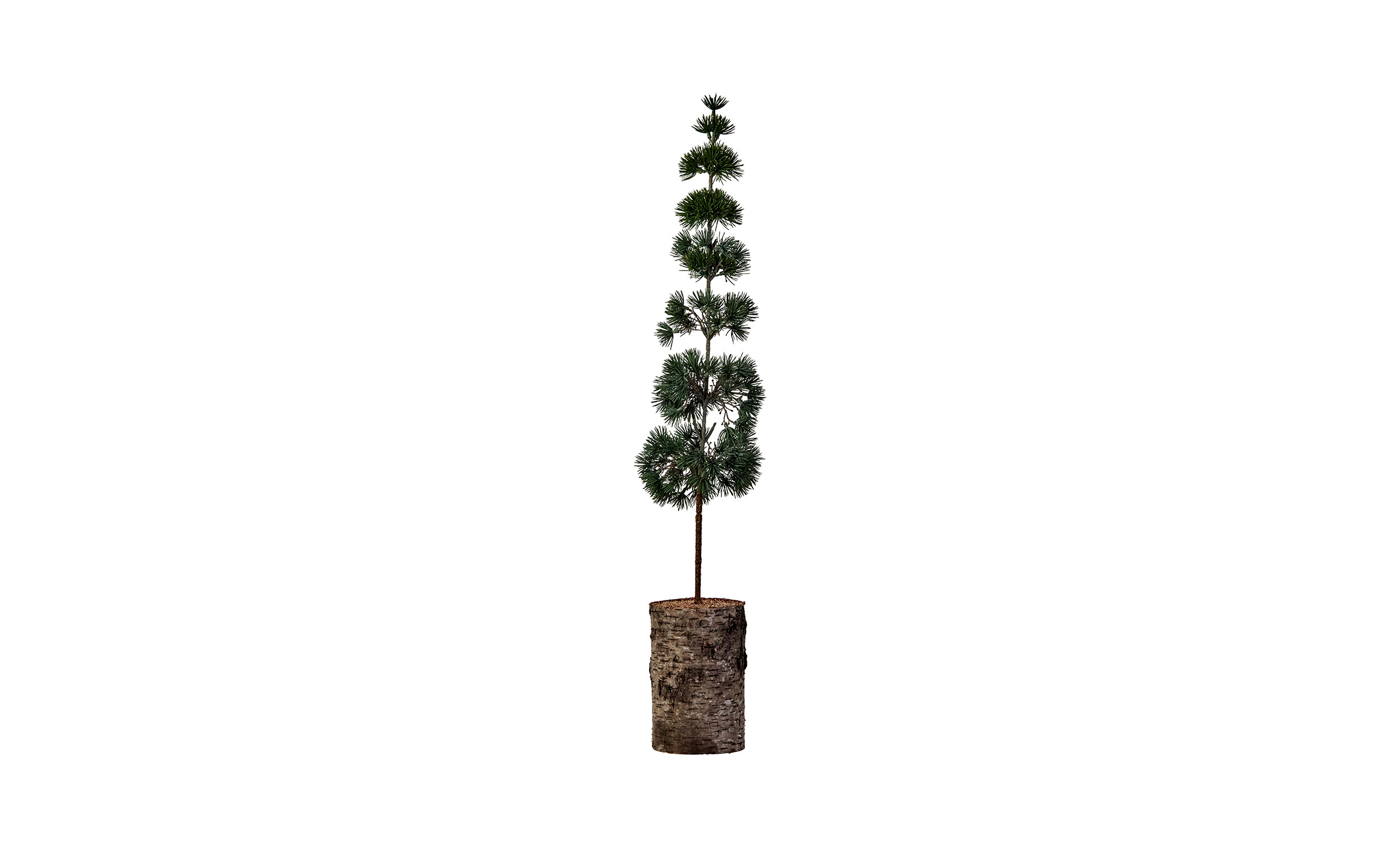 PINE Julgran Grön H80