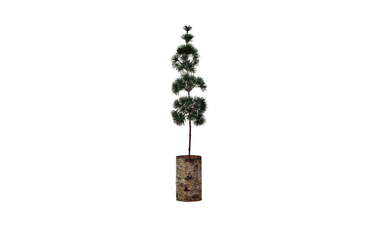 PINE Julgran Grön H60 i gruppen Dekoration / Övrig dekoration hos SoffaDirekt.se (900001771)