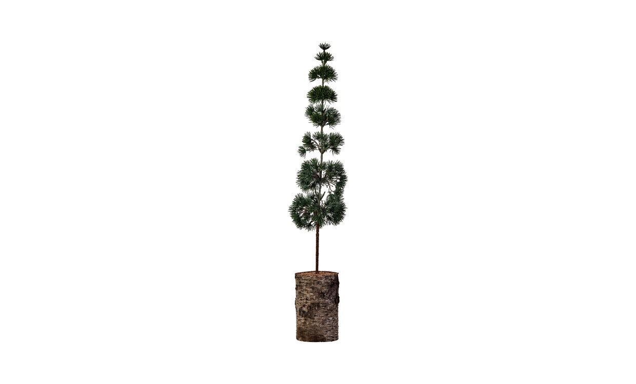 PINE Julgran Grön H80 i gruppen Dekoration / Övrig dekoration hos SoffaDirekt.se (900001773)