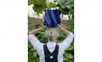 MILENA Vas Ocean S Byt till bild nr 2 (MILENA Vas Ocean S)