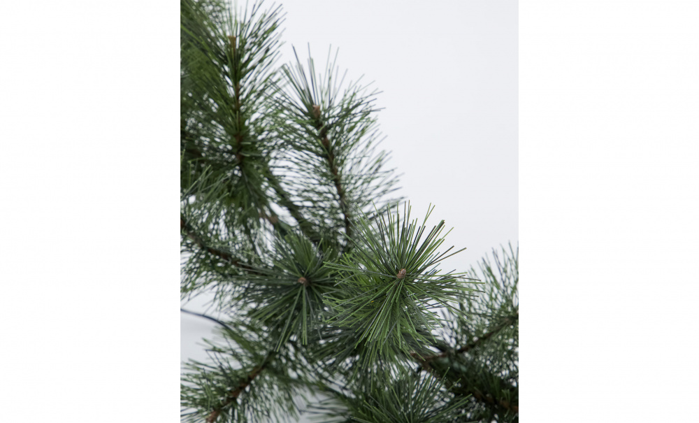 Bild nr 2 (GIANT Krans Natur D45)