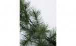 Byt till bild nr 2 (GIANT Krans Natur D45)