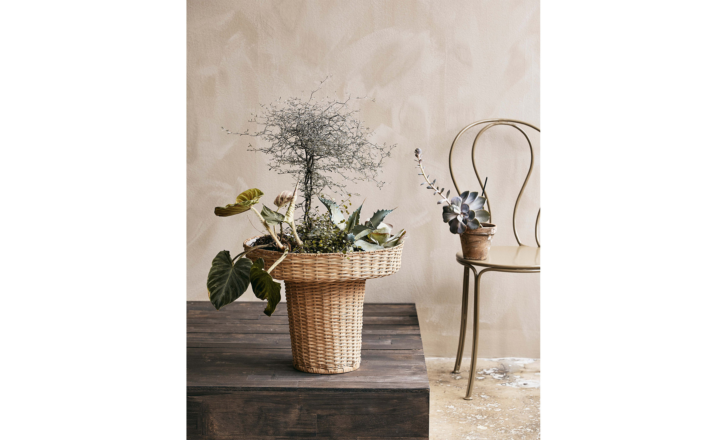 LAURIE Blomkruka Hg Natur