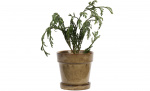 Byt till bild nr 2 (BLOMKRUKA D13 Beige)