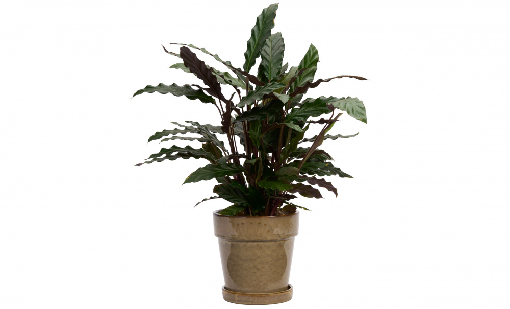 Bild nr 2 (BLOMKRUKA D18 Beige)