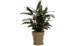 Byt till bild nr 2 (BLOMKRUKA D18 Beige)